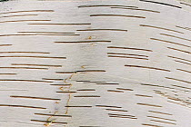 Close up of bark of Paper birch tree {Betula papyrifera} USA