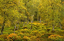 Silver birch {Betula verrucosa} woodland with Ling heather, Bilberry and Cowberry ground cover. Glen Affric, Highlands, Scotland