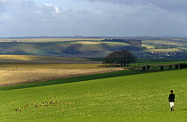Wiltshire and Infantry beagles on the Wiltshire Downs, UK, 2000