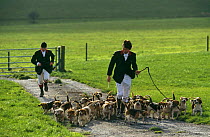 Huntsmen with Wiltshire and Infantry beagles on the Wiltshire Downs, UK, 2000