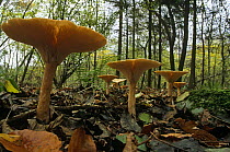 Agaric toadstools {Clitocybe geotropa} in woodland, Bristol, UK