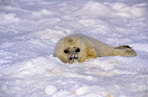 Ringed seal {Phoca hispida} pup on ice, Svalbard, Norway