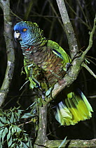 St Lucia amazon {Amazona versicolor} male, captive, from St Lucia, West Indies
