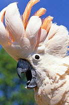 Salmon crested cockatoo {Cacatua moluccensis} male, captive, from South Moluccas Is