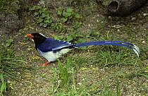 Red billed blue magpie {Urocissa erythrorhyncha} captive, from Asia