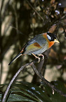 Silver eared mesia {Leothrix argentauris} male, captive, from Asia