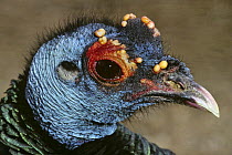 Ocellated turkey {Meleagris ocellata} male, captive, from Central America