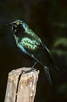 Blue eared / Green glossy starling {Lamprotornis chalybaeus} captive, from Central and Southern Africa