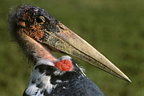 Marabou stork {Leptoptilos crumeniferus} male, captive, from Africa