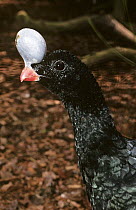 Northern helmeted curassow {Pauxi pauxi} captive, from South America, Endangered