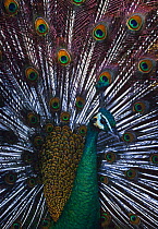 Green peafowl {Pavo muticus} male peacock displaying, captive, from Asia
