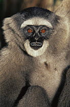 Moloch gibbon {Hylobates moloch} female, captive, from Java