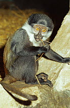 L'Hoests monkey {Cercopithecus l'hoesti} young female, captive, from Central and East Africa