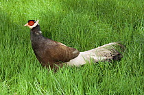 Brown eared pheasant {Crossoptilon mantchuricum} captive, from NE China