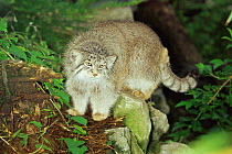 Pallas' cat {Felis manul} male, captive, from Asia