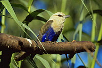 Blue bellied roller {Coracias cyanogaster} captive, from W and C Africa