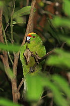 Yellow crowned / fronted parakeet {Cyanoramphus auriceps}, from Stewart Is, New Zealand