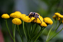 Bee Beetle {Trichius fasciatus} feeding on flowers of Tansy {Chrysanthemum vulgare}, Norway, Europe