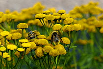 Bee Beetle {Trichius fasciatus} feeding on flowers of Tansy {Chrysanthemum vulgare} next to a bumble bee which it is said to mimic, Norway,