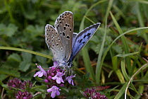 Large Blue Butterfly {Phengaris arion} feeding on flowers of host plant Thyme {Thymus drucei}. Species formerly extinct but successfully re-introduced, Somerset, UK.