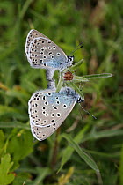 Large Blue Butterfly {Phengaris arion}, adult pair mating. Species formerly extinct but successfully re-introduced, Somerset, UK.