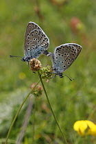 Large Blue Butterfly {Phengaris arion} adult pair mating. Species formerly extinct but successfully re-introduced, Somerset, UK.