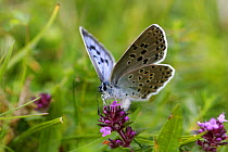 Large Blue Butterfly {Phengaris arion}, adult feeding on flowers of wild thyme {Thymus drucei}. Species formerly extinct but successfully re-introduced, Somerset, UK.