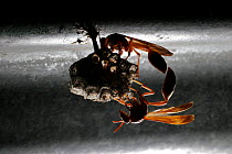 Paper Wasp {Polistes spp.} adult pair attending nest built under corrugated iron roof, North Cape, South Africa.