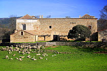 Flock of sheep infront of convent building, Abadia, Caceres, Spain