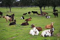Flock of Goats {Capra hircus} resting in olive grove, Spain