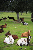 Flock of Goats {Capra hircus} resting in Olive grove, Spain