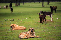 Spanish mastiff dogs {Canis familiaris} resting whilst guarding flock of goats, Spain