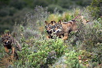 Three Iberian wolves {Canis lupus sygnatus} running through scrub, captive, Lobo Park, Antequera, Malaga, Spain