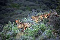 Rear view of Iberian wolves {Canis lupus sygnatus}running through scrub, captive, Lobo Park, Antequera, Malaga, Spain