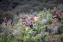 Pack of Iberian wolves {Canis lupus sygnatus} captive, Lobo Park, Antequera, Malaga, Spain