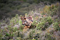 Iberian wolf {Canis lupus sygnatus} running through scrub, captive, Lobo Park, Antequera, Malaga, Spain