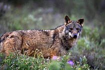 Iberian wolf {Canis lupus sygnatus} portrait, captive, Lobo Park, Antequera, Malaga, Spain