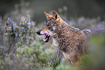 Iberian wolf {Canis lupus sygnatus} licking lips, captive, Lobo Park, Antequera, Malaga, Spain