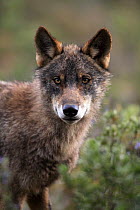 Iberian wolf {Canis lupus sygnatus} portrait, captive, Lobo Park, Antequera, Malaga, Spain