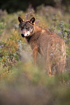 Iberian wolf {Canis lupus sygnatus} looking back, captive, Lobo Park, Antequera, Malaga, Spain