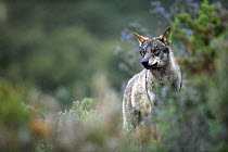 Iberian wolf {Canis lupus sygnatus} captive, Lobo Park, Antequera, Malaga, Spain