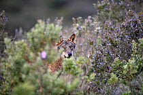 Iberian wolf {Canis lupus sygnatus} hidden amongst scrub vegetation, captive, Lobo Park, Antequera, Malaga, Spain