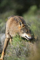 Iberian wolf {Canis lupus sygnatus} scent marking, captive, Lobo Park, Antequera, Malaga, Spain
