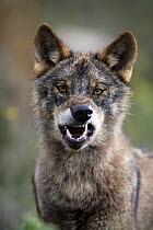 Portrait of Iberian wolf {Canis lupus sygnatus} snarling, captive, Lobo Park, Antequera, Malaga, Spain