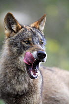Iberian wolf {Canis lupus sygnatus} licking mouth, captive, Lobo Park, Antequera, Malaga, Spain