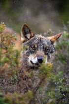 Iberian wolf {Canis lupus sygnatus} head amongst shrub vegetation, captive, Lobo Park, Antequera, Malaga, Spain