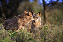 Iberian wolves {Canis lupus sygnatus} sniffing noses, captive, Lobo Park, Antequera, Malaga, Spain