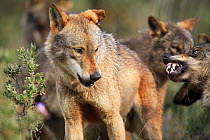 Iberian wolf {Canis lupus sygnatus} snarling, captive, Lobo Park, Antequera, Malaga, Spain