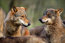 Iberian wolves {Canis lupus sygnatus} captive, Lobo Park, Antequera, Malaga, Spain