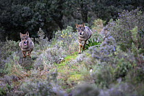Iberian wolves {Canis lupus sygnatus} running across scrubland, captive, Lobo Park, Antequera, Malaga, Spain